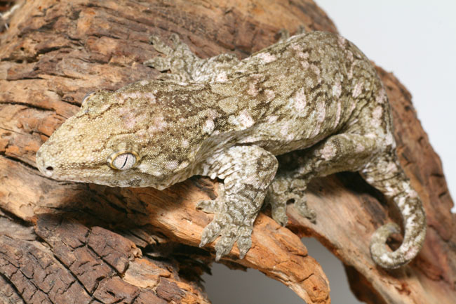 Galere photos Rhacodactylus leachianus Bebesaurus animalerie